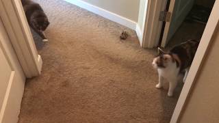 How my cats reacted when I returned from being gone a week