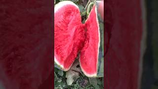 Wellcome to Beautiful Nature 🍏 🥰🔥🙏,#shorts ,#short ,#farming ,#viral ,#terrace ,#shortvideo ,