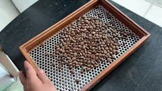 Prepare Indonesia Coffee Roasting Championship 2022|ASMR|Roasting with Probat|Probatone 5|Cropster