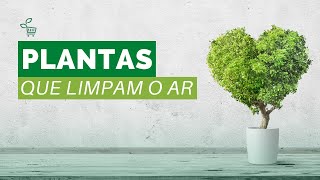 Plantas que limpam o ar