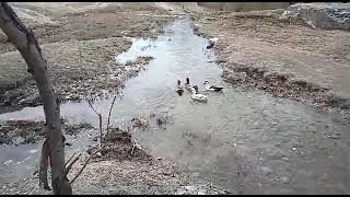 Beautiful ducks swimming in pond #Funny docks with water sound