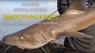 Hunting Bristol Channel Smoothhounds