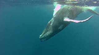 Mother Humpback with Child humpback under the sea swimming