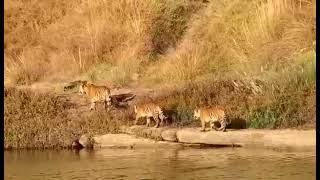 Tiger with cubs at Panna tiger reserve- December 2021