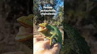 Female Jacksonville Chameleon