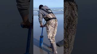 Easy razor clam digging