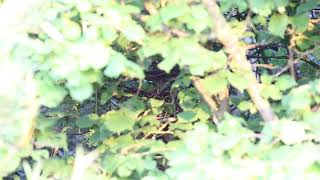 SparrowHawk feeding