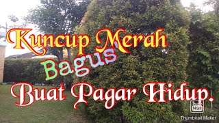 Bunga Kuncup Merah Bagus Buat Pagar.