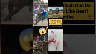 Try Not To Laugh Challenge The best and funniest pets world#shorts #tiktok #viral #respect #animals