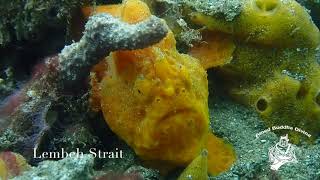 Bruno Leblanc and AMED BUDDHA DIVING are at North Sulawasi ( Lembeh & Bunaken)