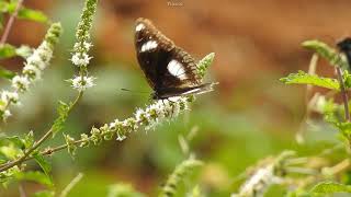 BUTTERFLY VIDEO CLIP FREE POWER LINES