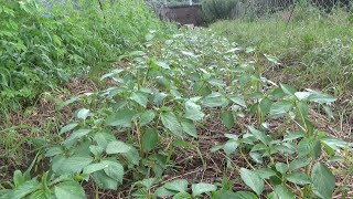 【自然農】2023年7月9日 突風でトウモロコシ倒れる・突然の大雨【natural farming】