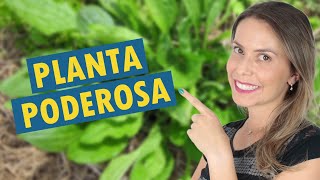 TANCHAGEM ou TANSAGEM | Plantas medicinais poderosas | PANC