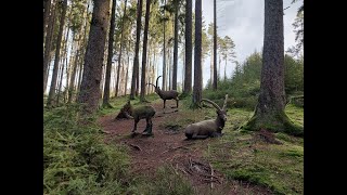 Bogenland Christes der 3 D Parcours in Thüringen