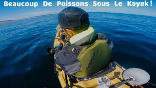 Tellement De Poissons Sous Mon Kayak De Pêche ! 100% JIG - 100 % PLAISIR !