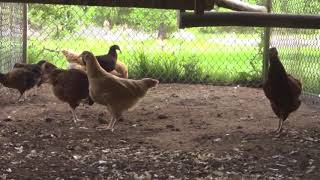 CHICKENS; HOW I INTEGRATED OLD HENS and PULLETS