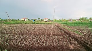 ALHAMDULILLAH PAK JUMIRAN  SUDAH SELESAI TANAM BAWANG PRAI