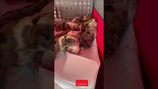 Micro bully puppies for sale #trending #tiktok #trendingshorts #viral #puppy #puppies #dog #forsale