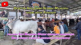 Perlombaan Sapi Terbesar Di Jawa Tengah Deretan Berbagai Sapi Jumbo