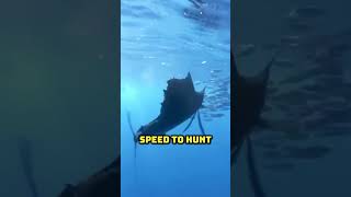 Superfast Sailfish: Nature's Speed Demon