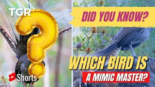 Amazing Bird | The Mimic Master | #ShortVideo 041