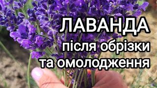 Лаванда. Результати весняної обрізки та повного омолодження куща