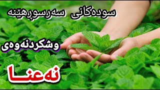 وشککردنەوەی نەعنا بۆ ناو خواردن و زەڵاتە! سودەکانی لە وەسف☟☟