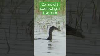 Cormorant swallowing it's Fish kill|#indianwildlife #indianbirds #nature #feeding #hunting #fishing