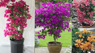 Bougainvillea | الجهنمية | المجنونة |اشجار سريعة النمو | مزهرة طول العام |تتحمل الحرارة