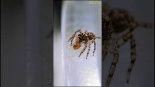 Aranha papa-moscas se alimentando de uma larva #shorts #animal #aranha #spider #animalshorts