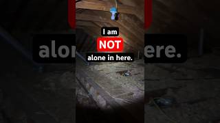 I Am Not Alone in This Dark Attic! #handleuponit