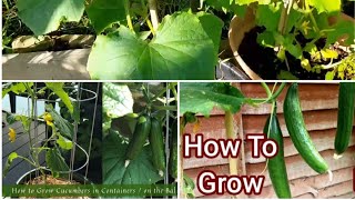 How to grow cucumbers in containers.