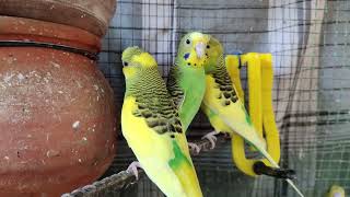 Budgie Sounds Happy | Budgie Sounds | Budgie Singing | Budgie Chirping | By akshimokshi8415