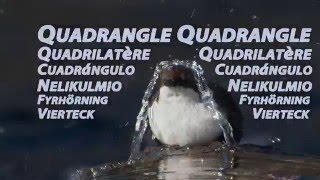 White-throated Dipper Makes a Beautiful Quadrangle out of Water