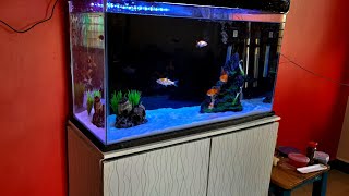 Japanese koi and Goldfish tank setup | Japanese koi,Oranda and Ranchu goldfish in 2.5 feet tank