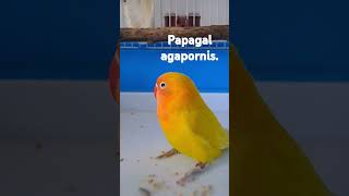 Papagal Agapornis.