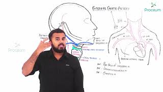 External Carotid Artery [ Detailed for exams ]