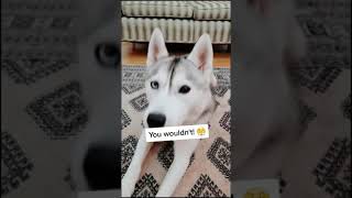 HUSKY Learns the Truth About How to Take a Dog's Temperature!