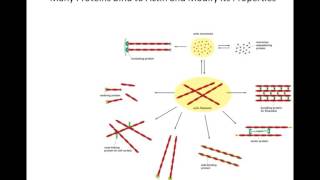 Lecture 16 - Cytoskeleton - Part 2 - Chapter 17