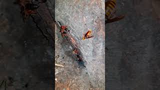 [자막] 장수말벌 vs 검정말벌 オオスズメバチ vs チャイロスズメバチ Asian Giant Hornet vs Dybowski's Hornet