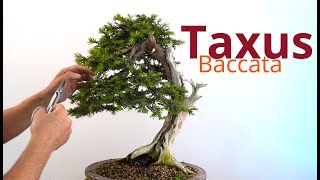 Potatura estiva bonsai taxus baccata