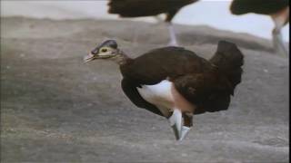 Maleo Bird Enjoys the Exotic Beach