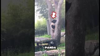 Kind man rescue a panda #shorts