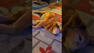 Dreaming! Titan age 13 #goldendog #dog #goldenreteriver #doglover #puppy