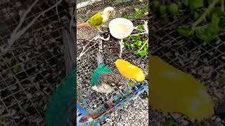 Green Cheek conure new born