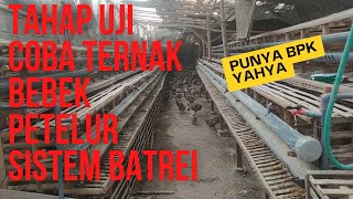 COBA MELIHAT KANDANG BEBEK PETELUR SISTEM BATREI PUNYA PAK YAHYA