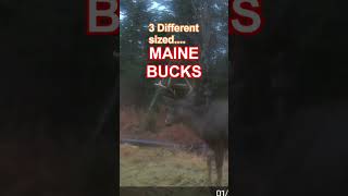 3 DIFFERENT MAINE BUCKS #shorts