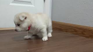 Pomsky Puppy Max