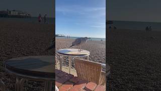 Hungry seagulls #ocean #seagulls #albatross #bengalivlog #brighton #nature #animals