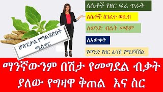 ማንኛውንም በሽታ የመግደል ብቃት ያለው የግዛዋ ቅጠል  እና ስር /Ashwagandha leaves and root /Ethiopian herbalist